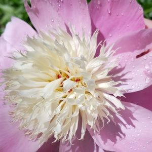 ✨ ❤️ my listing to be notified when I go live ✨